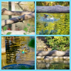 カワセミの空振り 4コマ
