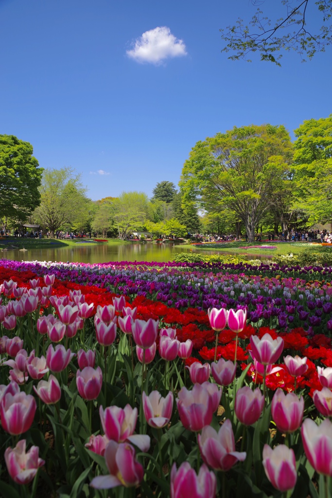 昭和記念公園のチューリップ