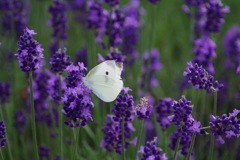 white&purple