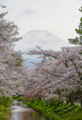 忍野村の春