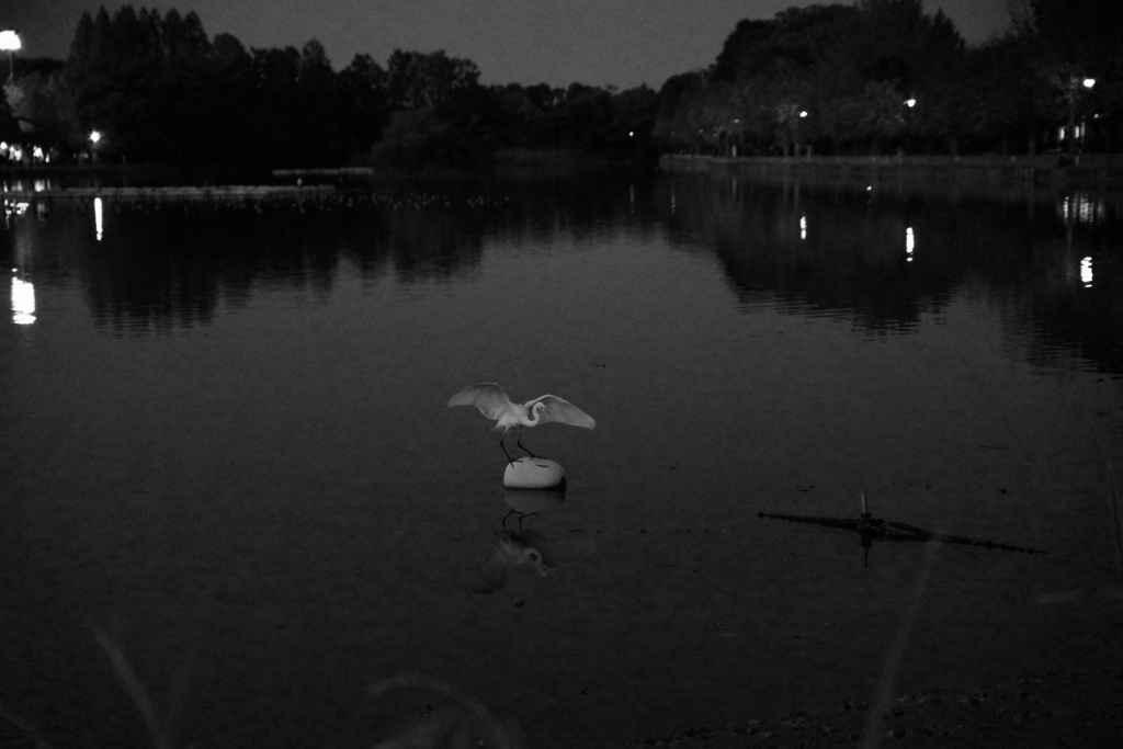 白鷺のお立ち台