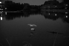 白鷺のお立ち台