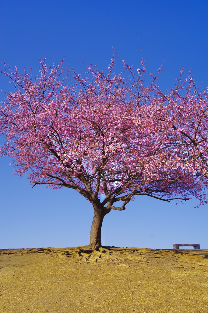 pink in blue