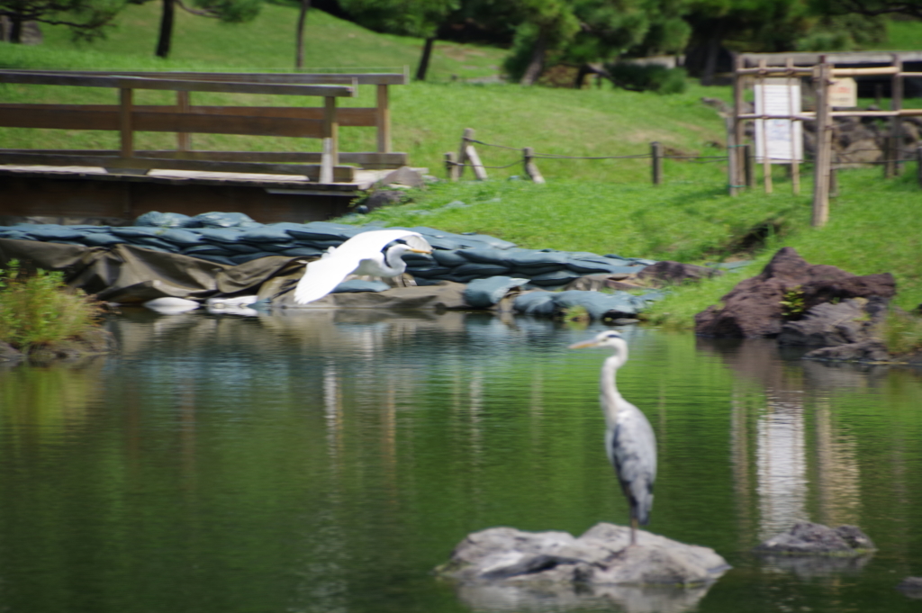 白サギに青サギ