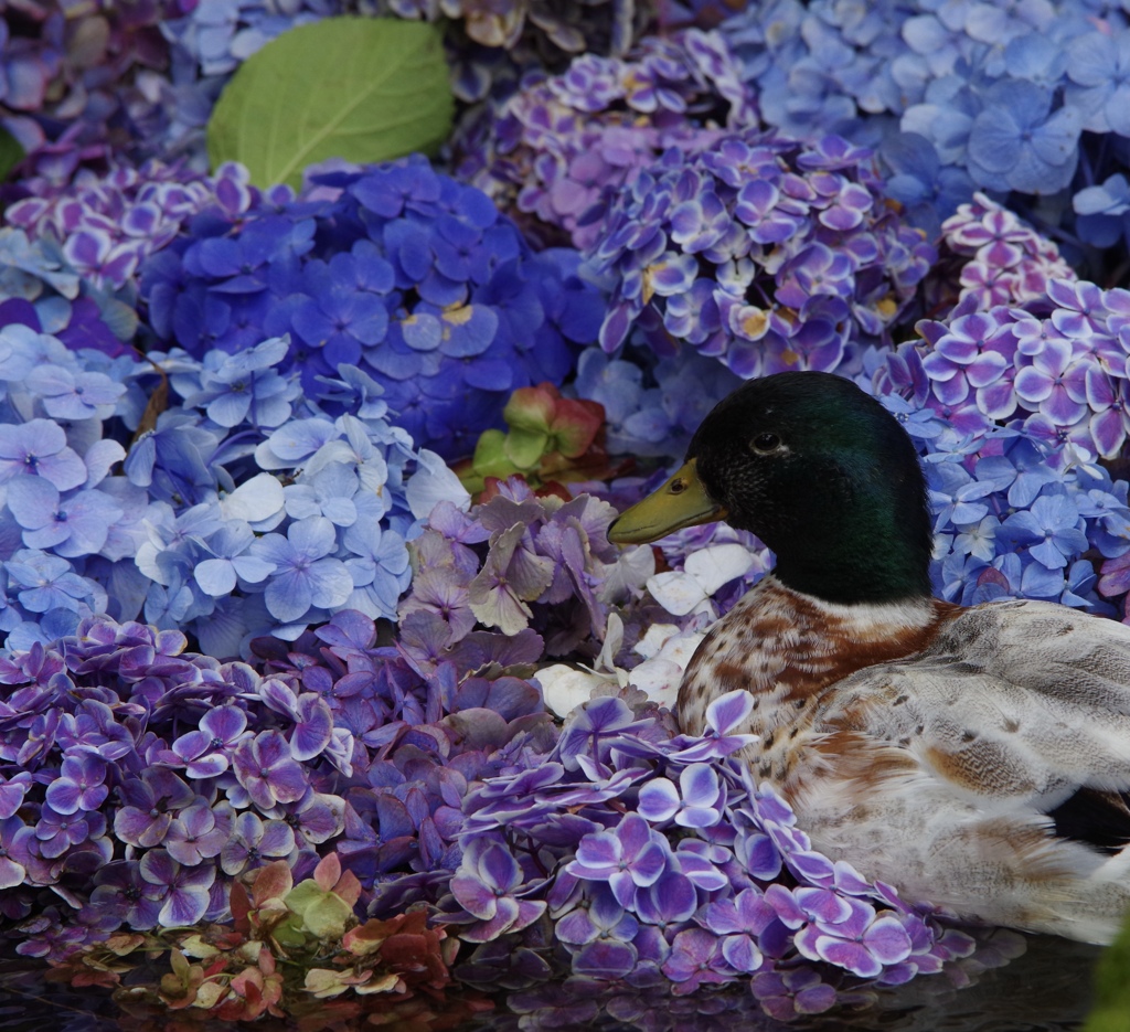 鴨オン・ザ紫陽花