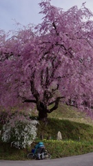 番所の桜