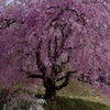 番所の桜
