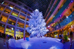 クリスマスツリーイルミネーションin kitte