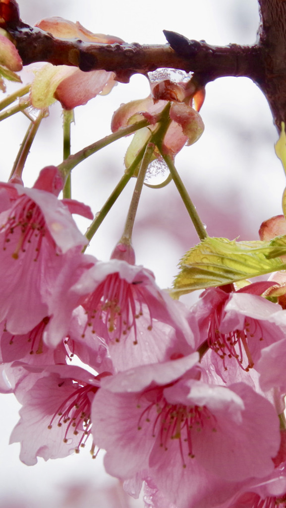 桜雫