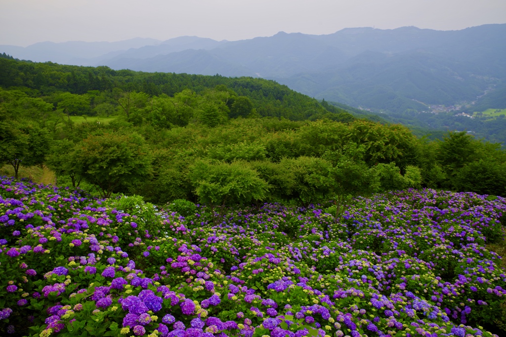 美の山公園の紫陽花2