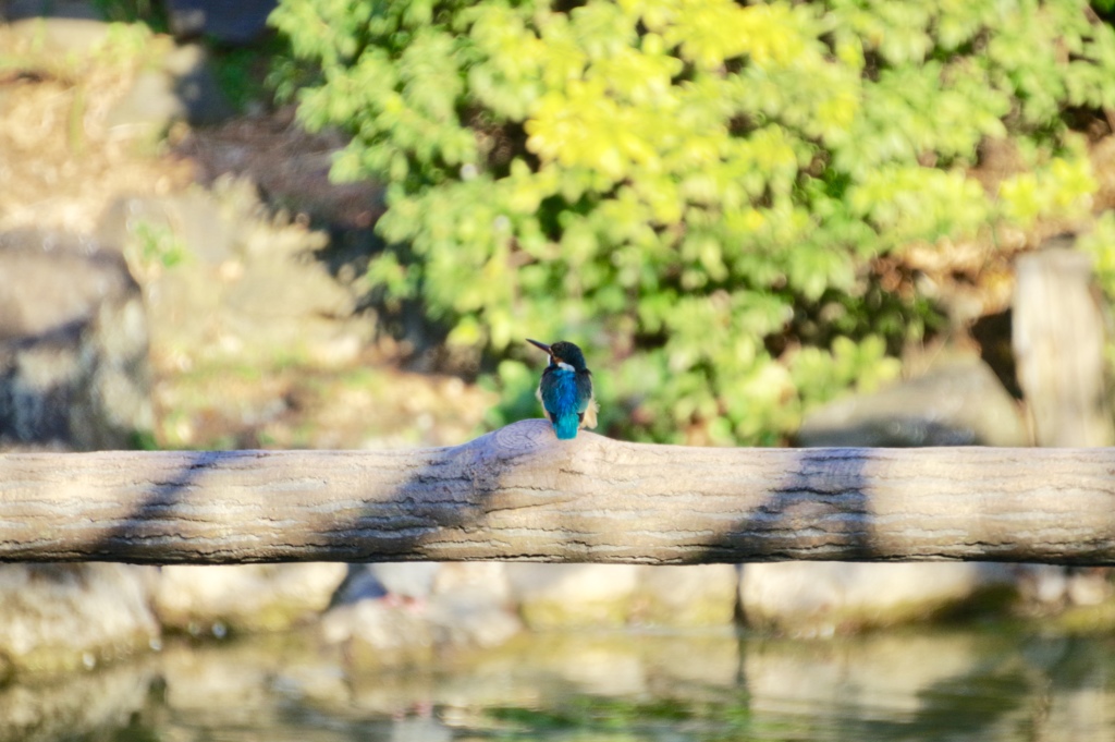 都会に生きるカワセミ君