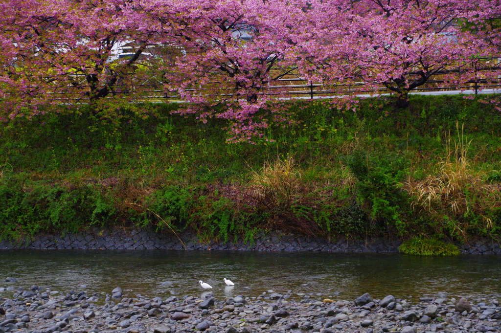 桜の樹の下で