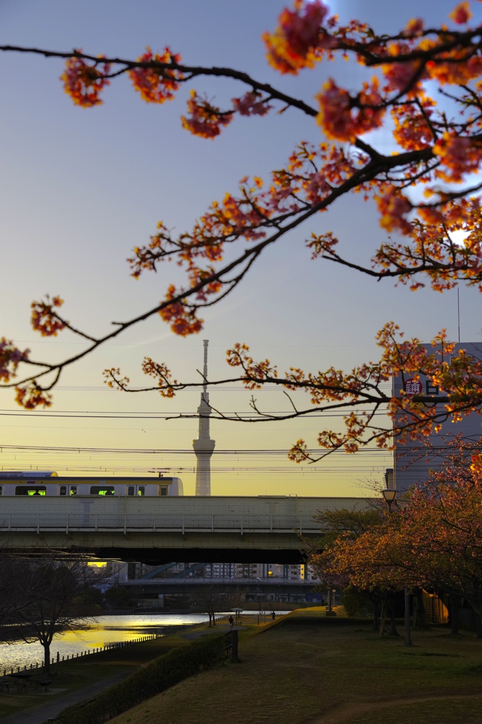 旧中川沿いの河津桜