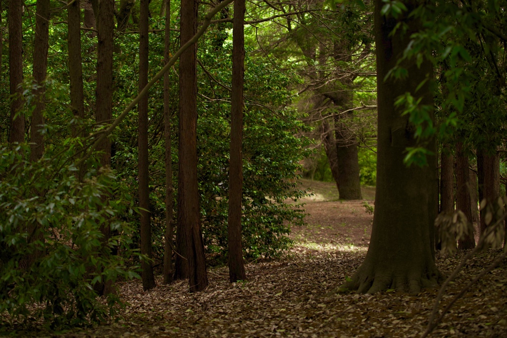 木漏れ日