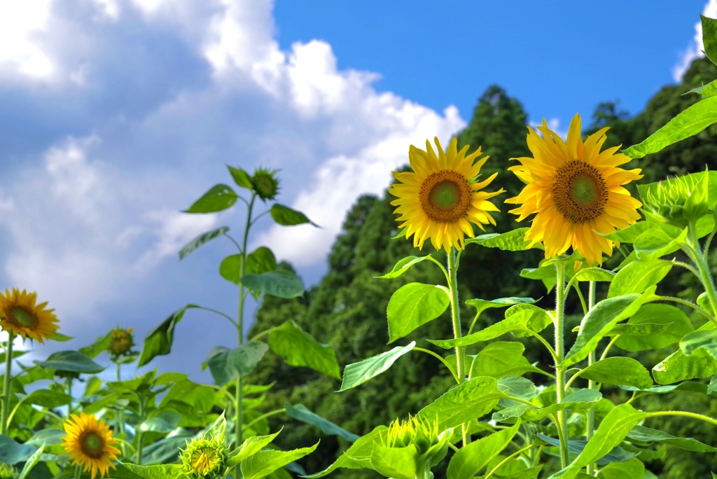 夏よ恋