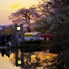 夕陽に燃ゆ桜