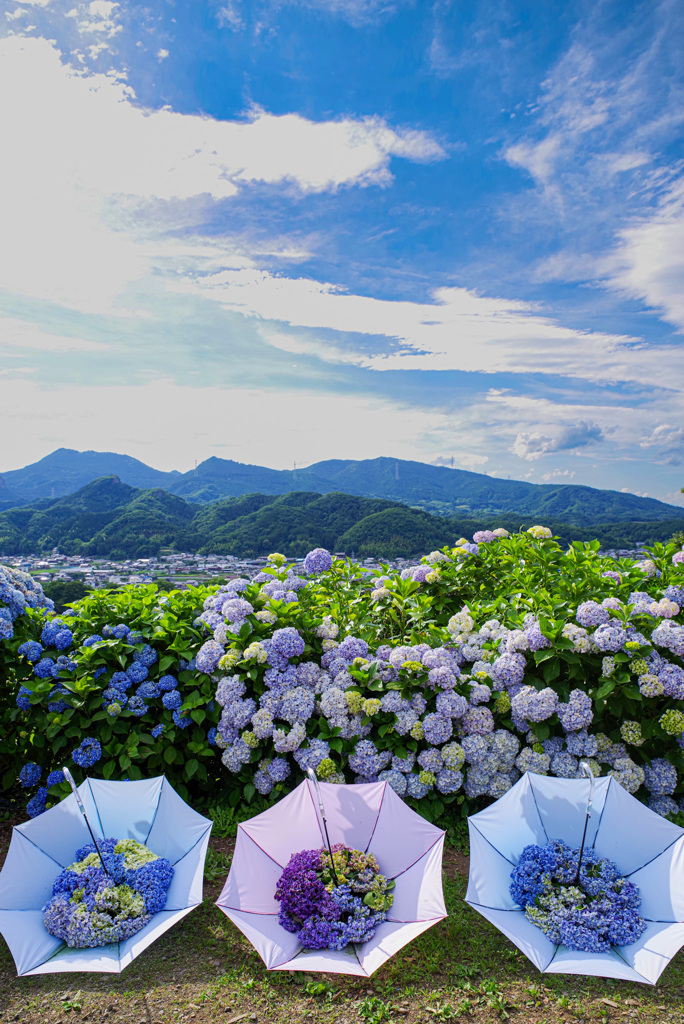 下仁田あじさいまつり