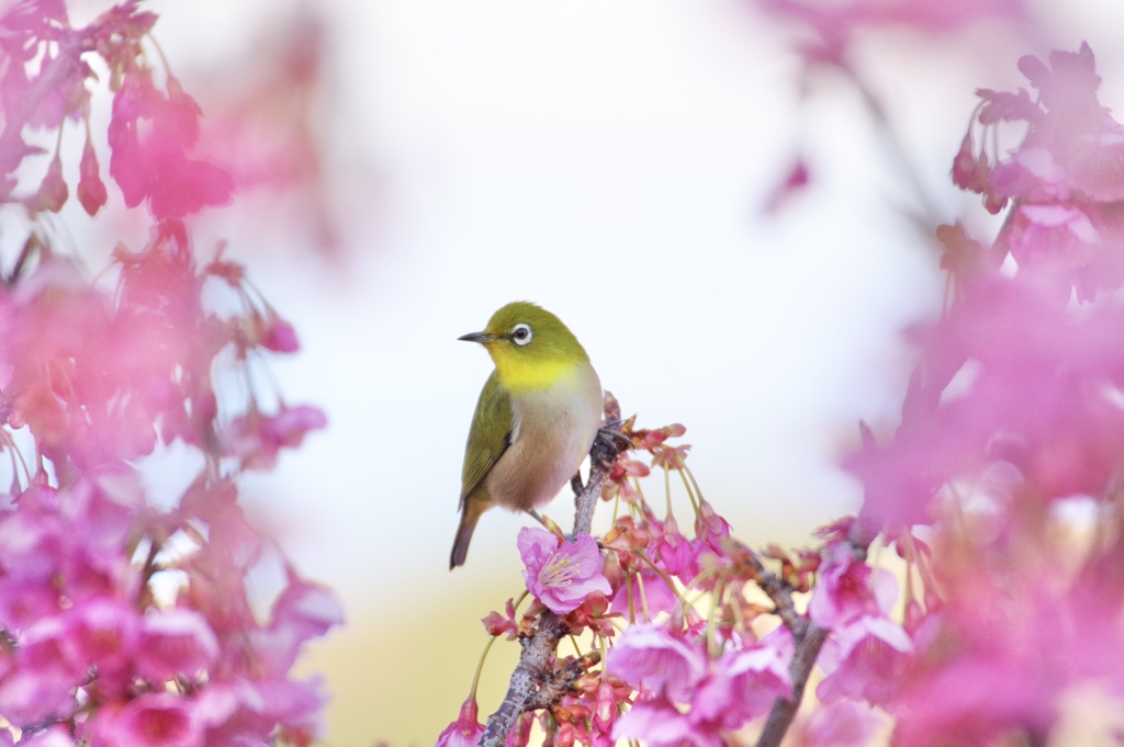 土肥さくらまつり