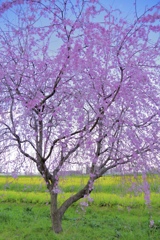 枝垂れ桜と菜の花