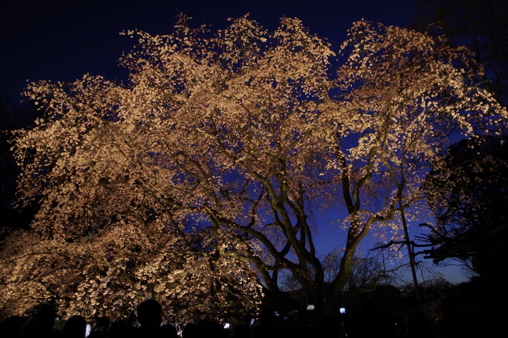 しだれ桜 ライトアップ 