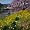 みなみの桜と菜の花まつり