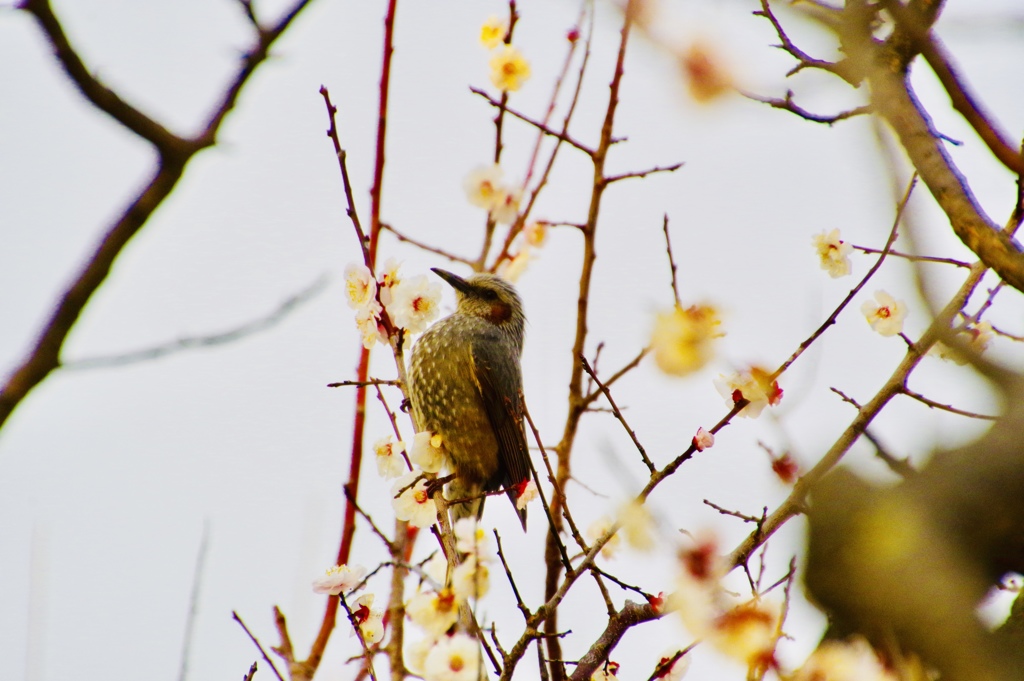 夕陽を浴びるヒヨドリ