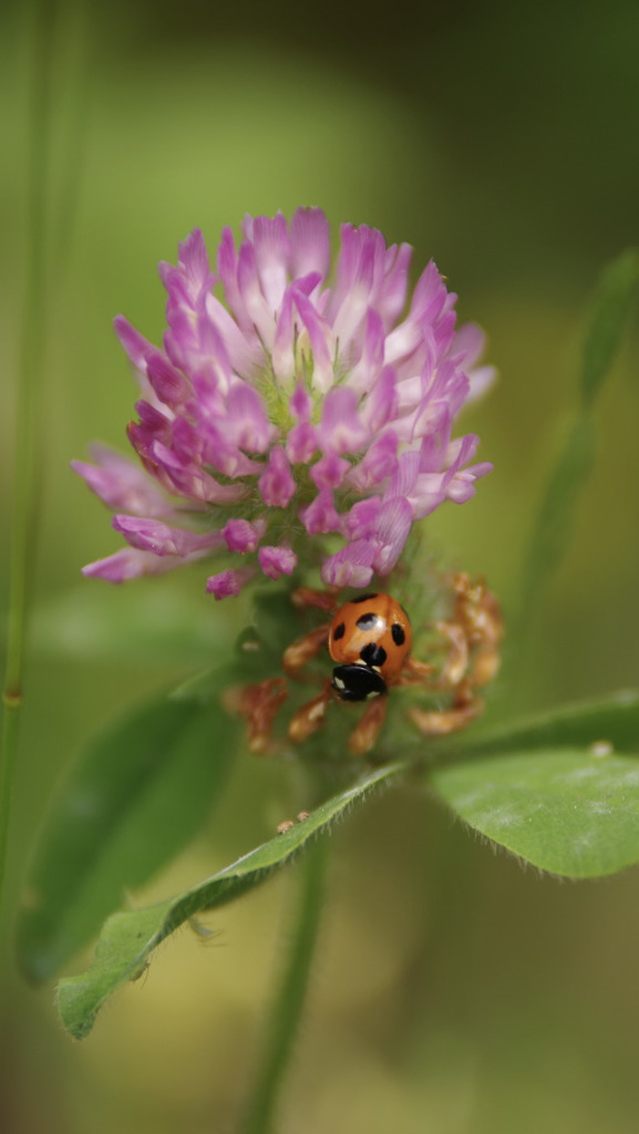 てんとう虫は益虫 By Handa Dee Id 8773930 写真共有サイト Photohito