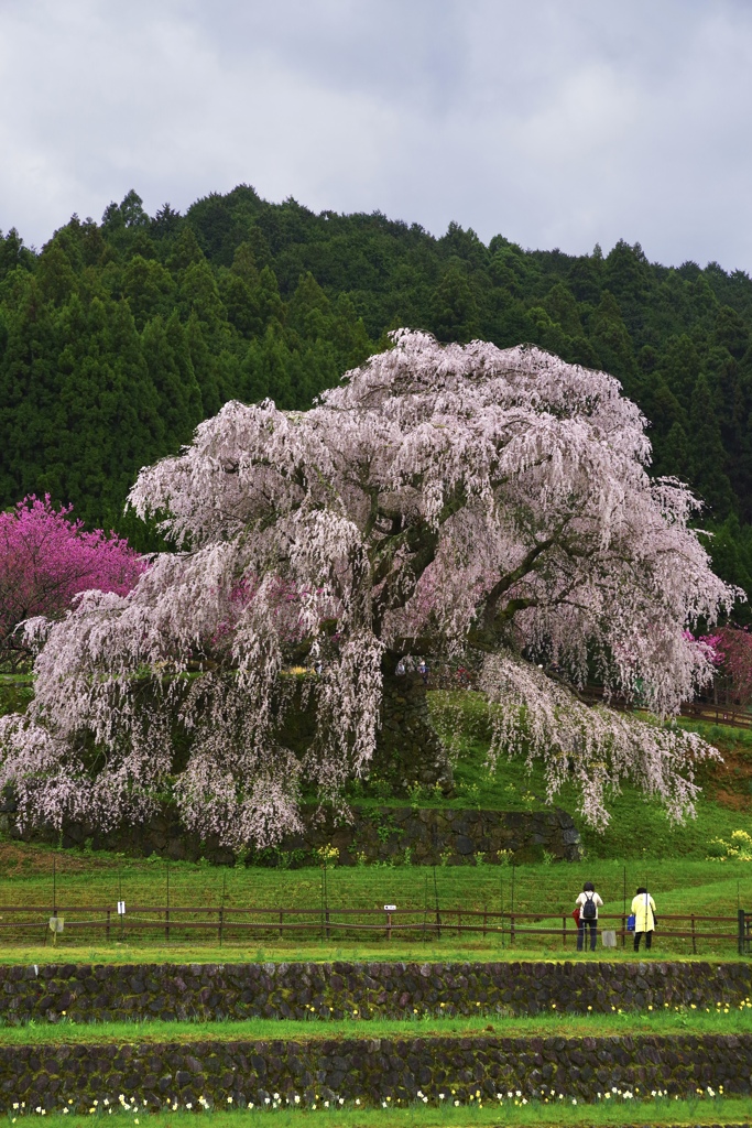 又兵衛桜