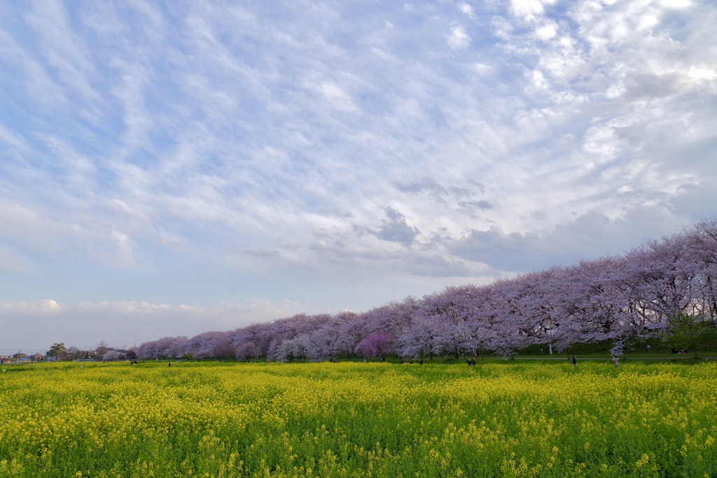 幸手権現堂桜堤