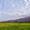 幸手権現堂桜堤