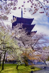 春よそおう東寺