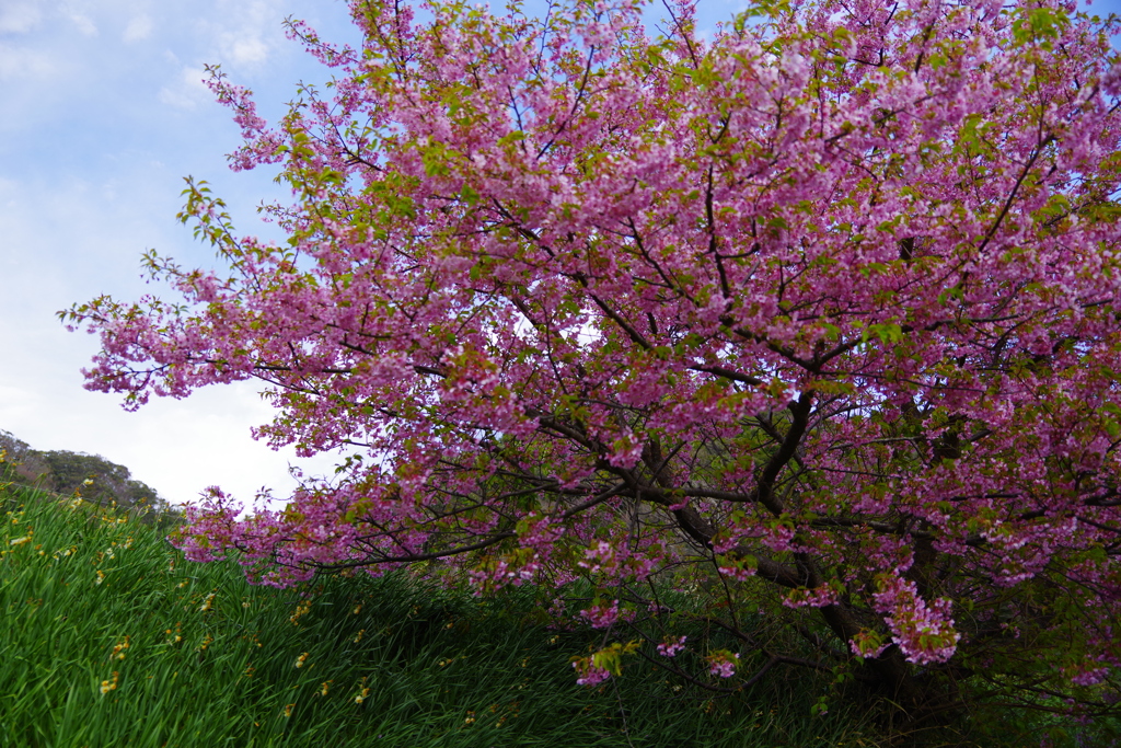 河津桜