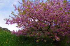河津桜