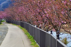 河津桜トンネルへ