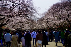 上野公園の桜