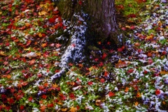 雪と紅葉のカーペット