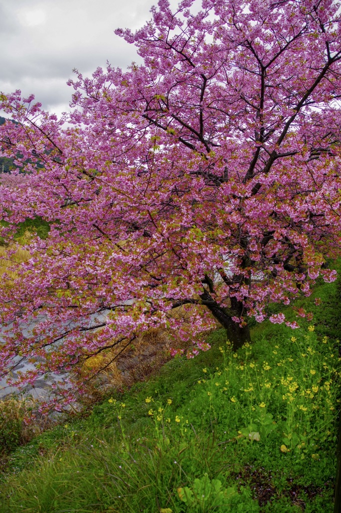菜の花と河津桜