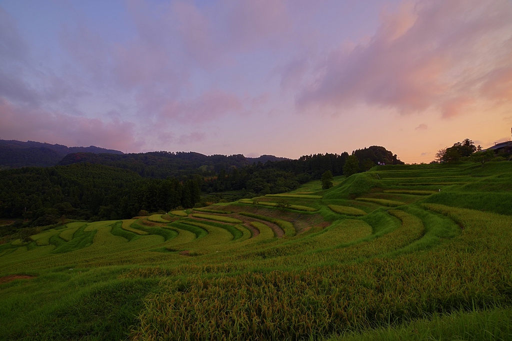 大山千枚田 の夕暮れ