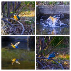 カワセミ4コマ劇場