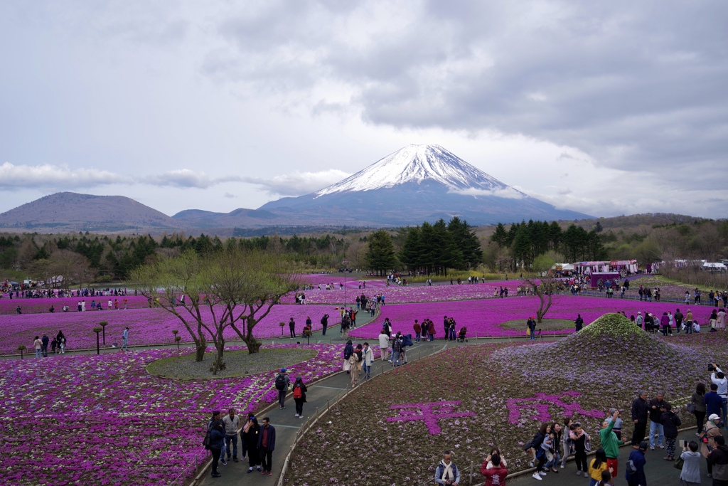 平成最後の芝桜