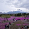 平成最後の芝桜