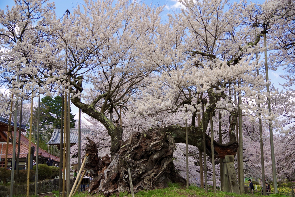 山高神代桜の桜