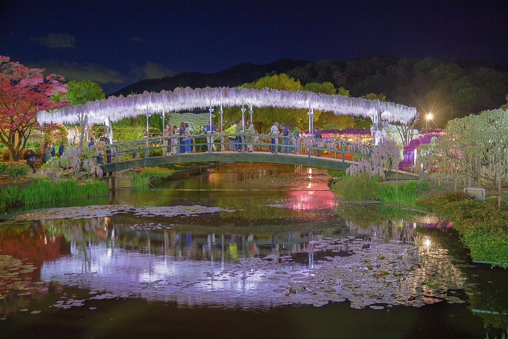 藤の花橋（鏡）