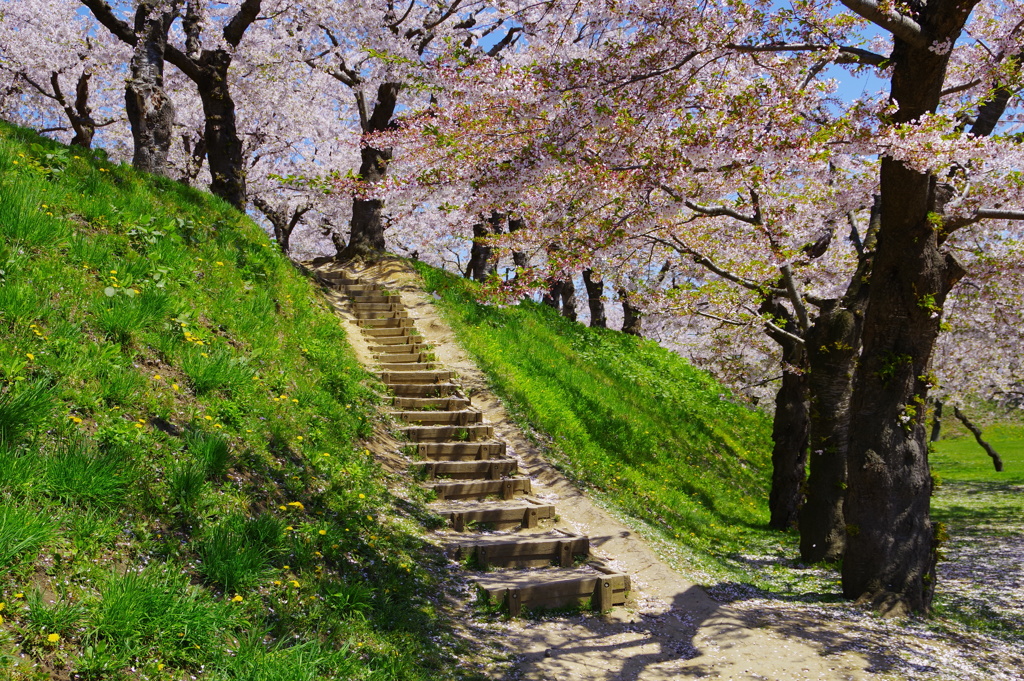 桜の階段