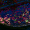 紅葉の一生