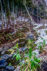 雪解けの沢