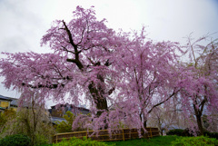 祇園枝垂れ桜