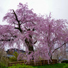 祇園枝垂れ桜