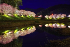 みなみの桜祭り　ライトアップ