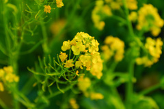 菜の花